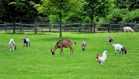 What Is A Profitable Farm Animal